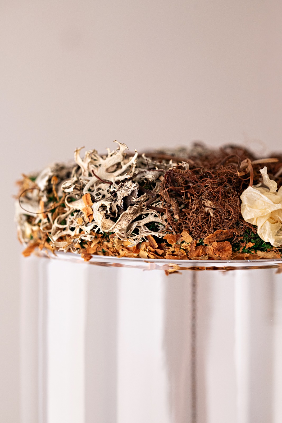 Detalle de la corona vegetal: musgo, líquenes, corteza y restos de bosque